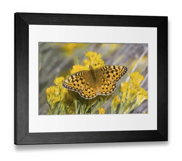 Framed Print : USA, North America, Washington