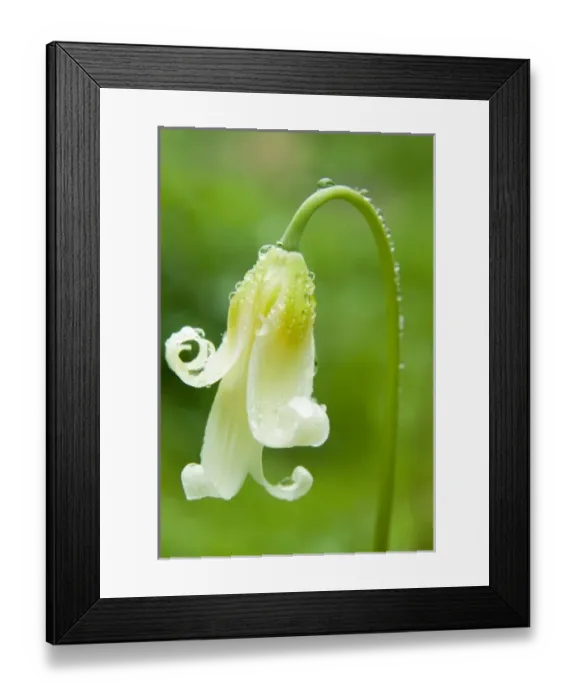Framed Print : White Fawn Lily (Erythronium Oregonum) Framed Print : White Fawn Lily (Erythronium Oregonum)