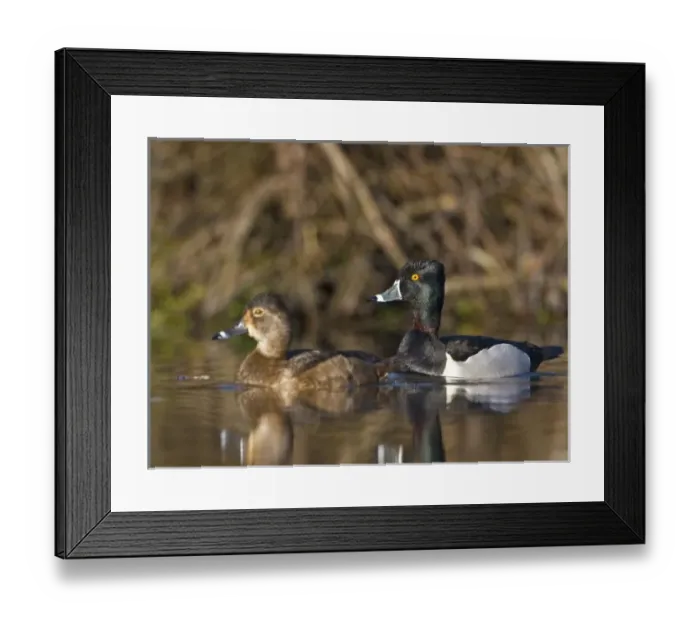 Framed Print : USA, Lake Washington, Seattle, Washington. Male and female Ring-necked Ducks on lake near Union Bay