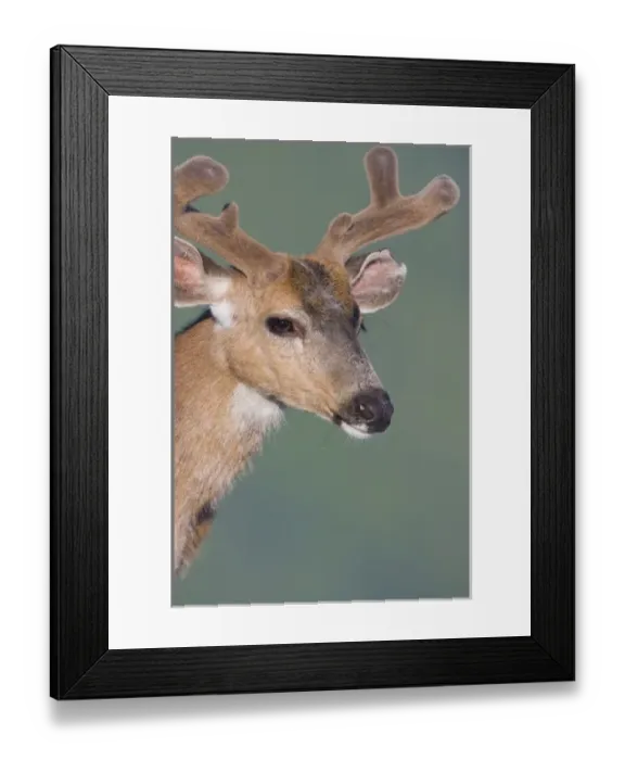 Framed Print : USA, Olympic National Park, Washington. Male Blacktail Deer in velvet on Blue Mt Framed Print : USA, Olympic National Park, Washington. Male Blacktail Deer in velvet on Blue Mt
