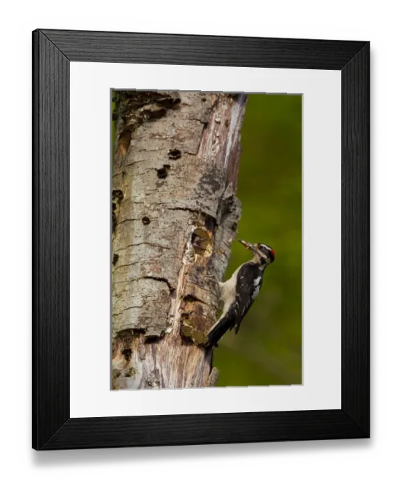 Framed Print : USA, North America, Washington Framed Print : USA, North America, Washington