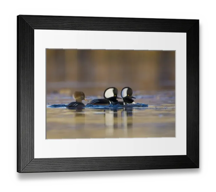 Framed Print : USA, Washington State, Hooded Merganser, male, female, display, dispute