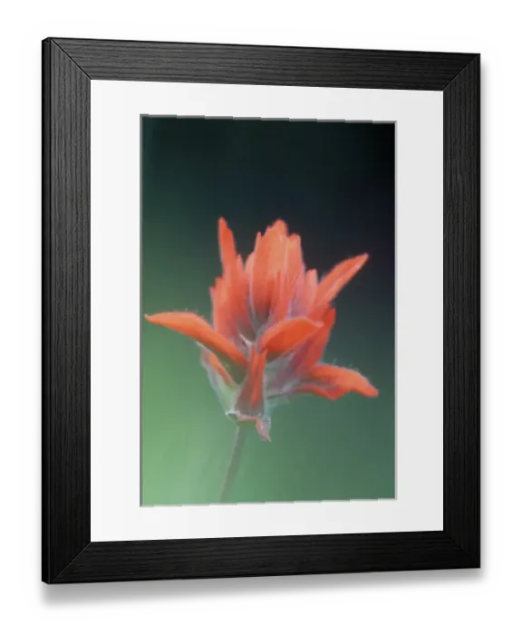 Framed Print : USA, Olympic National Park, Washington. Indian Paintbrush (Castilleja miniata )portrait Framed Print : USA, Olympic National Park, Washington. Indian Paintbrush (Castilleja miniata )portrait