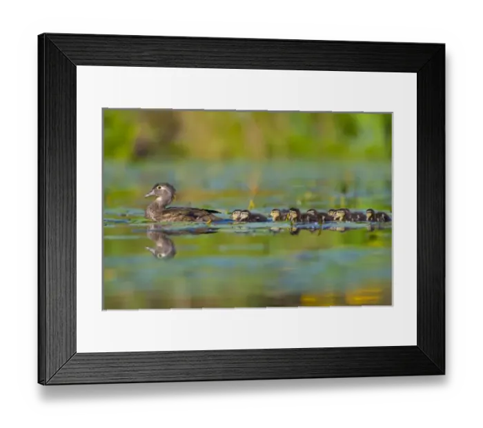 Framed Print : USA, Washington State, Wood Duck, female, ducklings, swimming Framed Print : USA, Washington State, Wood Duck, female, ducklings, swimming