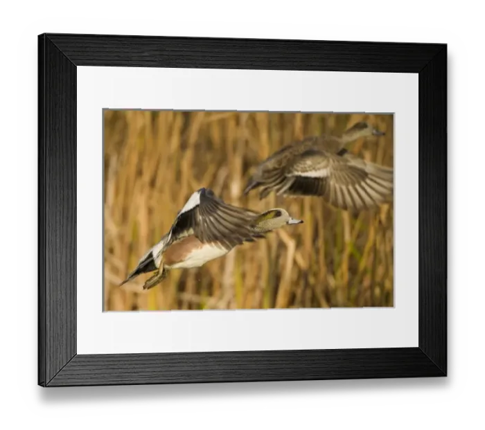 Framed Print : USA, North America, Washington Framed Print : USA, North America, Washington