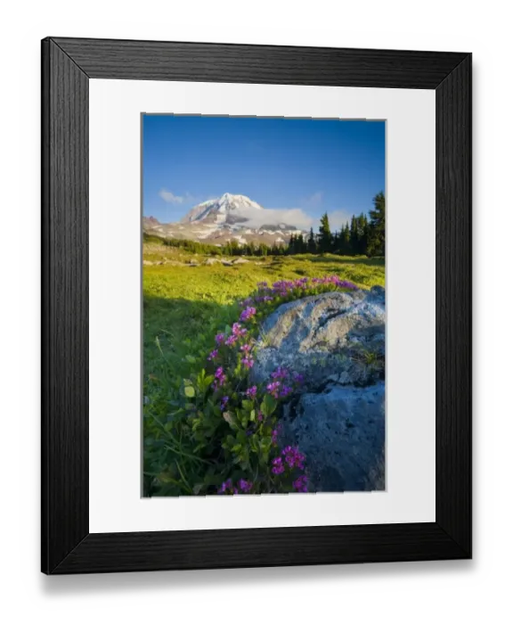 Framed Print : USA, Mt. Rainier National Park, Washington. Mountain Heather (Phyllodoce empetriformisat)
