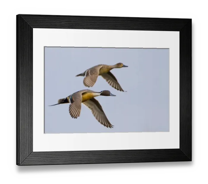 Framed Print : USA, Blaine, Washington. Male and female Northern Pintail in flight Framed Print : USA, Blaine, Washington. Male and female Northern Pintail in flight