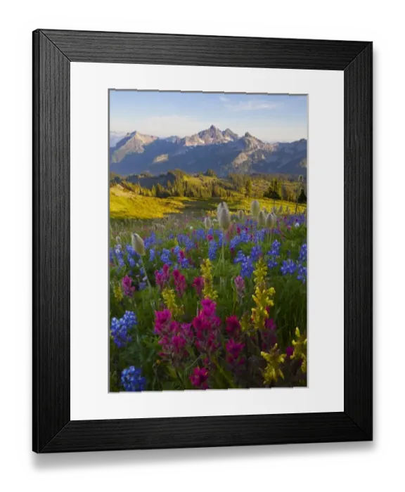 Framed Print : USA, Mt. Rainier National Park, Washington. Paintbrush, lupine, lousewort and Pasque Framed Print : USA, Mt. Rainier National Park, Washington. Paintbrush, lupine, lousewort and Pasque