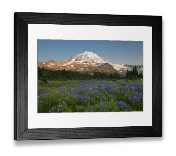 Framed Print : USA, WA, Mt. Rainier National Park. Field of lupine (Lupinus latifolius) at Spray Park, Mt Framed Print : USA, WA, Mt. Rainier National Park. Field of lupine (Lupinus latifolius) at Spray Park, Mt