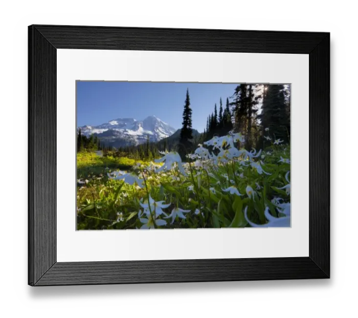 Framed Print : USA, WA, Mt. Rainier National Park. Avalanche Lilies (Erythronium montanum) in foreground Framed Print : USA, WA, Mt. Rainier National Park. Avalanche Lilies (Erythronium montanum) in foreground