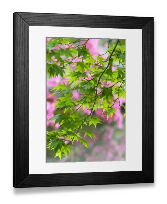 Framed Print : USA, North America, Washington Framed Print : USA, North America, Washington