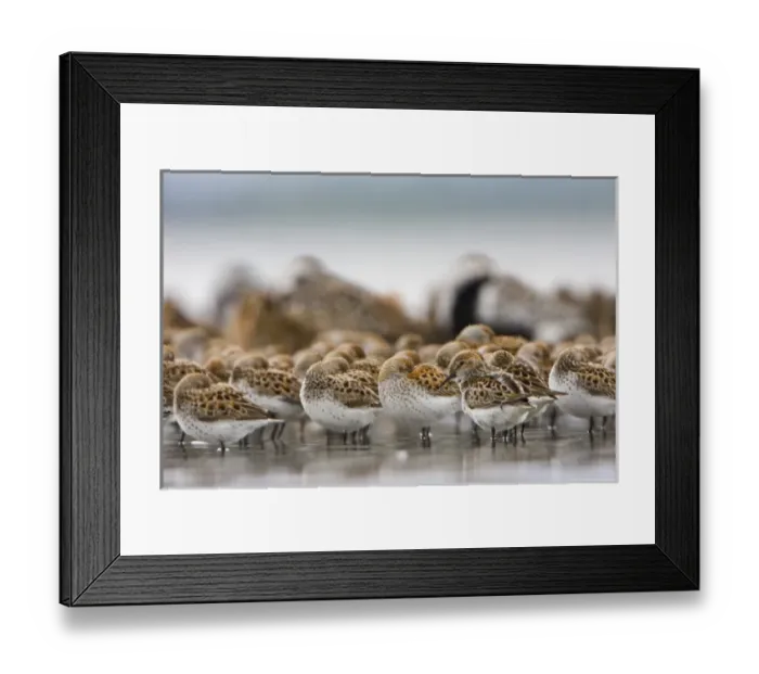Framed Print : USA, Bottle Beach, Grays Harbor, Washington. Western Sandpipers rest at high tide