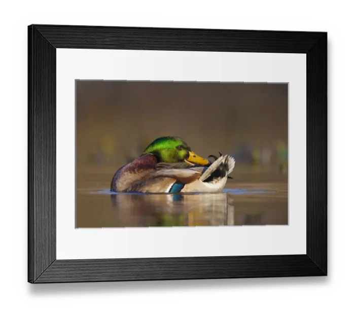 Framed Print : USA, Washington State, Mallard, male, preening