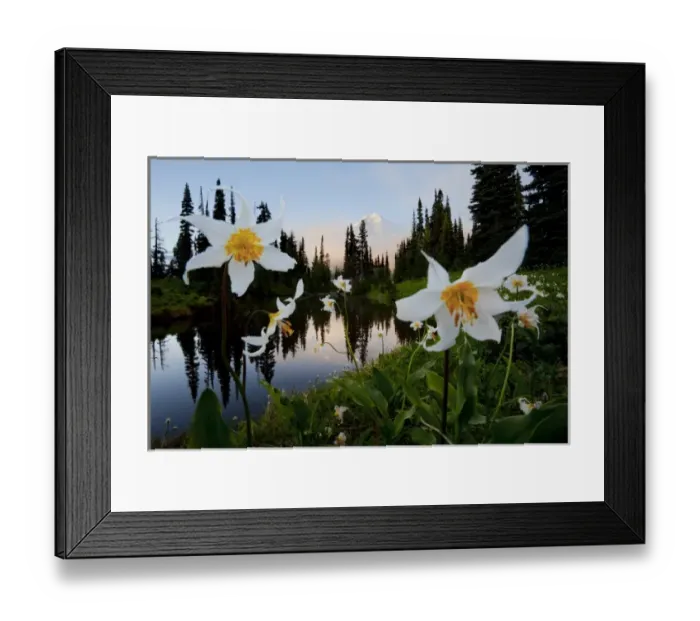 Framed Print : USA, WA, Mt. Rainier National Park. Avalanche Lilies (Erythronium montanum) front Framed Print : USA, WA, Mt. Rainier National Park. Avalanche Lilies (Erythronium montanum) front