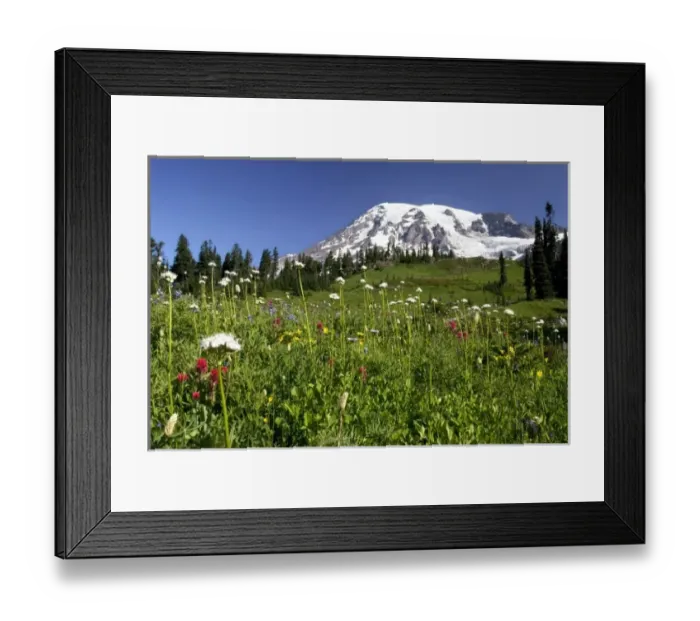 Framed Print : Mt. Rainier and Wildflower meadow at Paradise, Mt. Rainier NP, Washington, USA