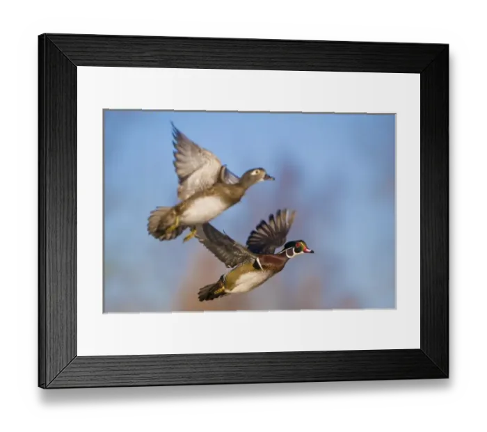 Framed Print : USA, Washington State, Wood Duck, male, female, flight