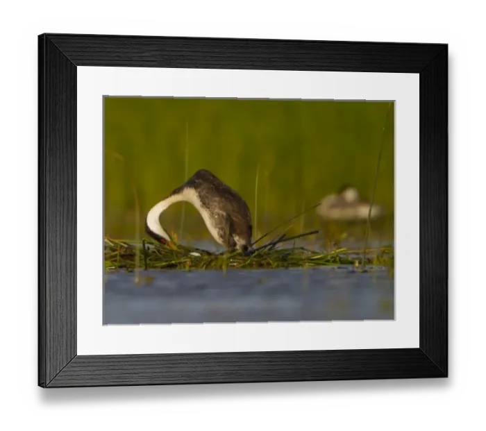Framed Print : USA, WA, Potholes Reservoir. Adult Westerm Grebe (Aechmophorus occidentalis) turning Framed Print : USA, WA, Potholes Reservoir. Adult Westerm Grebe (Aechmophorus occidentalis) turning