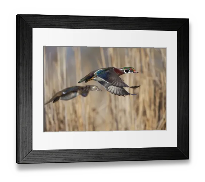 Framed Print : USA, North America, Washington