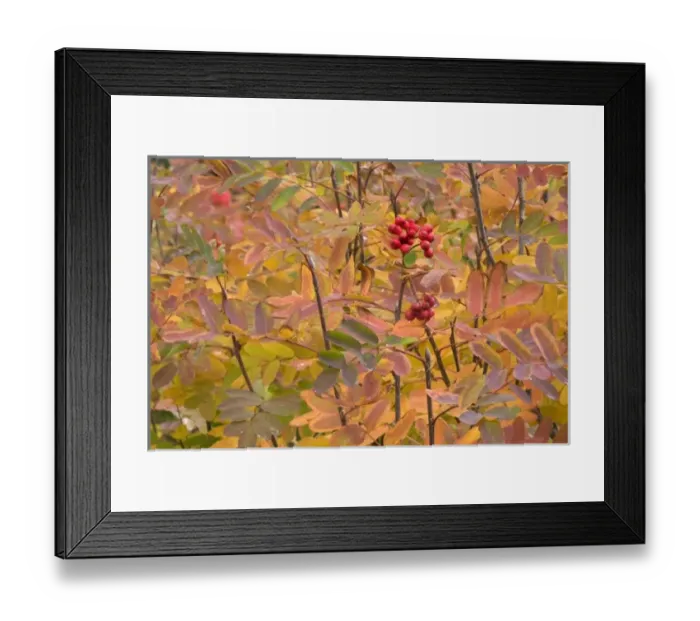 Framed Print : USA, North America, Washington