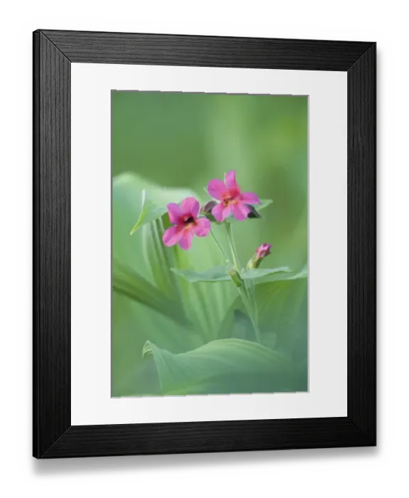 Framed Print : Mt. Rainier National Park, WA, USA. Lewis Monkeyflower (Mimulus lewisii) sprouts Framed Print : Mt. Rainier National Park, WA, USA. Lewis Monkeyflower (Mimulus lewisii) sprouts