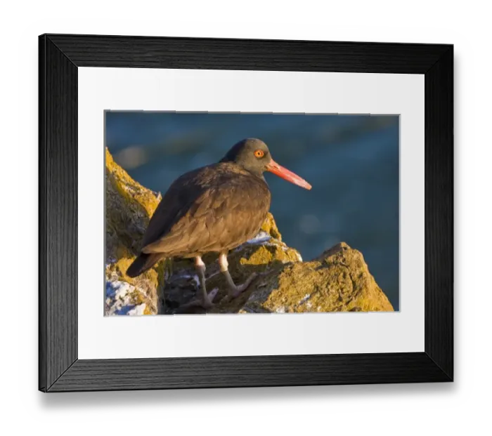 Framed Print : USA, San Juan Islands, Strawbery Island, Washington. Year-round resident Black Oystercatcher Framed Print : USA, San Juan Islands, Strawbery Island, Washington. Year-round resident Black Oystercatcher