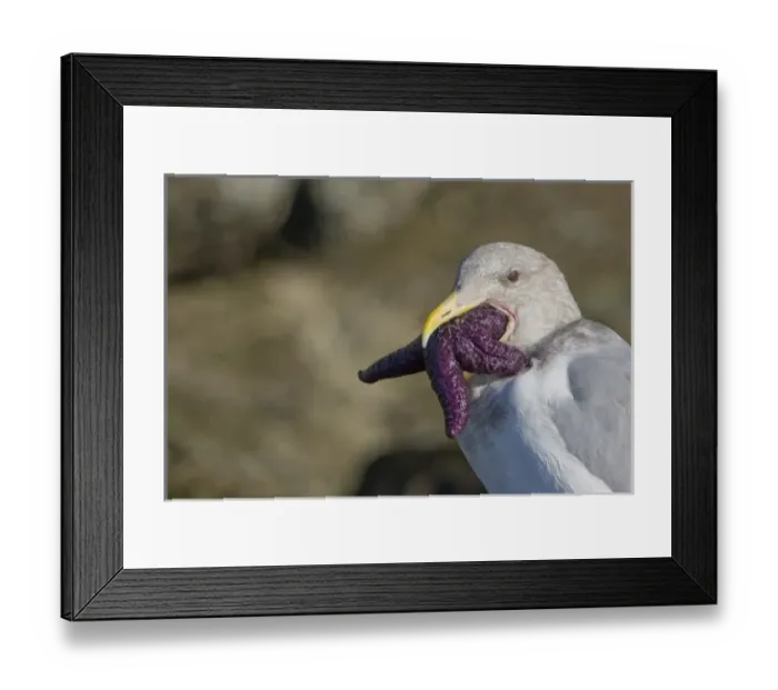 Framed Print : USA, North America, Washington Framed Print : USA, North America, Washington