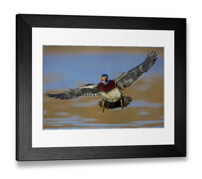 Framed Print : USA, Washington State, Wood Duck, male, flight, landing Framed Print : USA, Washington State, Wood Duck, male, flight, landing