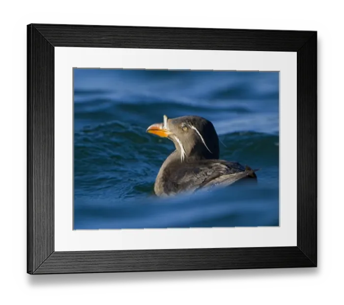 Framed Print : USA, San Juan Islands, Washington. Rhinoceros Auklet in breeding plumage in waves