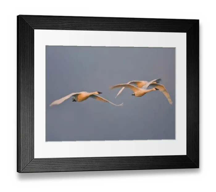 Framed Print : USA, Skagit bay, Washington. Trumpter Swans fly in morning light to the grain fields Framed Print : USA, Skagit bay, Washington. Trumpter Swans fly in morning light to the grain fields
