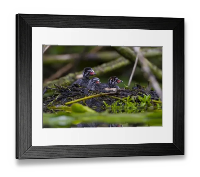 Framed Print : USA, North America, Washington Framed Print : USA, North America, Washington