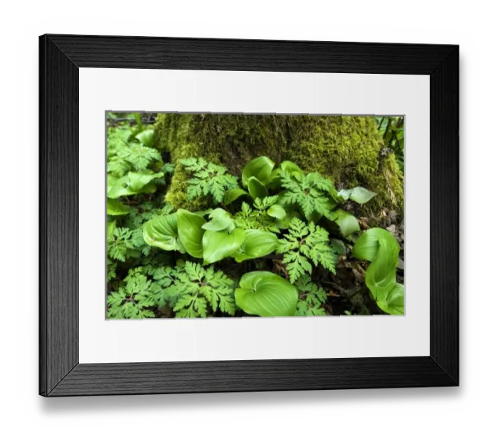 Framed Print : USA, North America, Washington Framed Print : USA, North America, Washington
