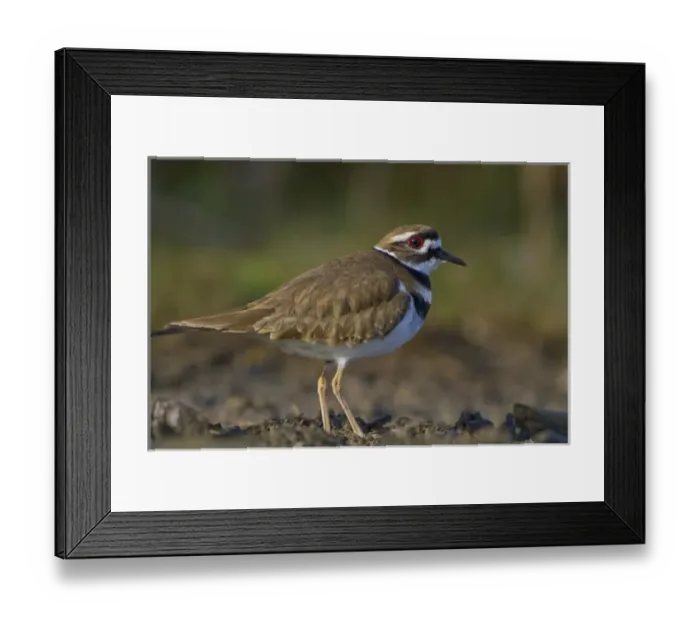 Framed Print : USA, Seattle, Washington. Killdeer on mudflat in Union Bay on Lake Washington Framed Print : USA, Seattle, Washington. Killdeer on mudflat in Union Bay on Lake Washington