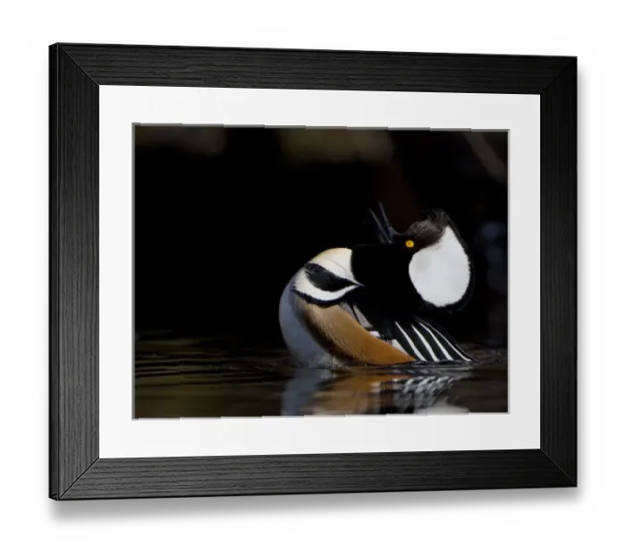 Framed Print : USA, Seattle, Washington. Male Hooded Merganser rearing back and displaying with raised hood