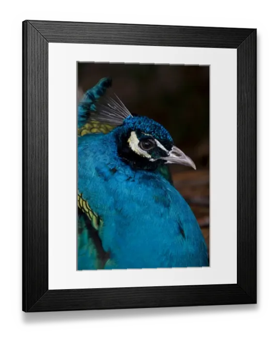 Framed Print : Head and shoulder portrait of a Peacock at the Point Defiance Zoo, Tacoma, Washington Framed Print : Head and shoulder portrait of a Peacock at the Point Defiance Zoo, Tacoma, Washington