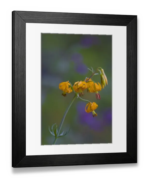 Framed Print : USA, North America, Washington