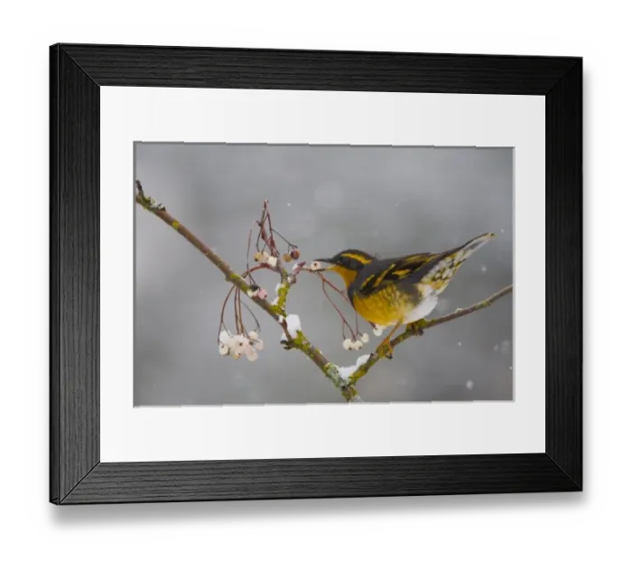 Framed Print : USA, Washington State, Varied Thrush, feeding on Mountain Ash, winter Framed Print : USA, Washington State, Varied Thrush, feeding on Mountain Ash, winter
