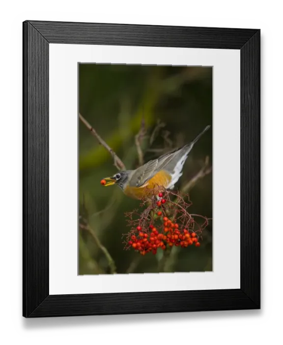 Framed Print : USA, Washington State, American Robin, Mountain Ash Framed Print : USA, Washington State, American Robin, Mountain Ash