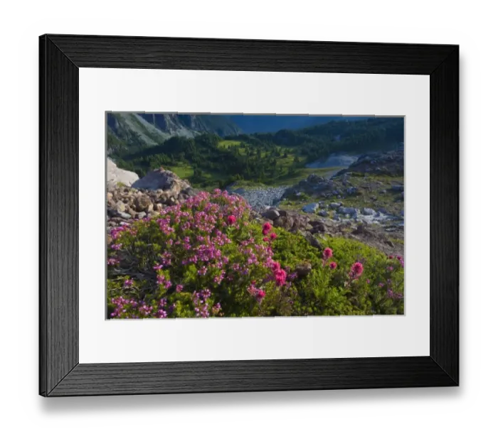 Framed Print : USA, Mt. Rainier National Park, Washington. Pink mountain heather (Phyllodoce empetriformis)