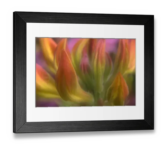 Framed Print : Close up of Azalea buds getting ready to bloom Framed Print : Close up of Azalea buds getting ready to bloom