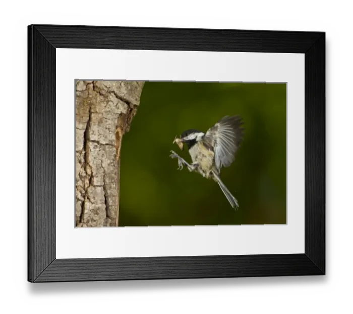 Framed Print : USA, North America, Washington Framed Print : USA, North America, Washington