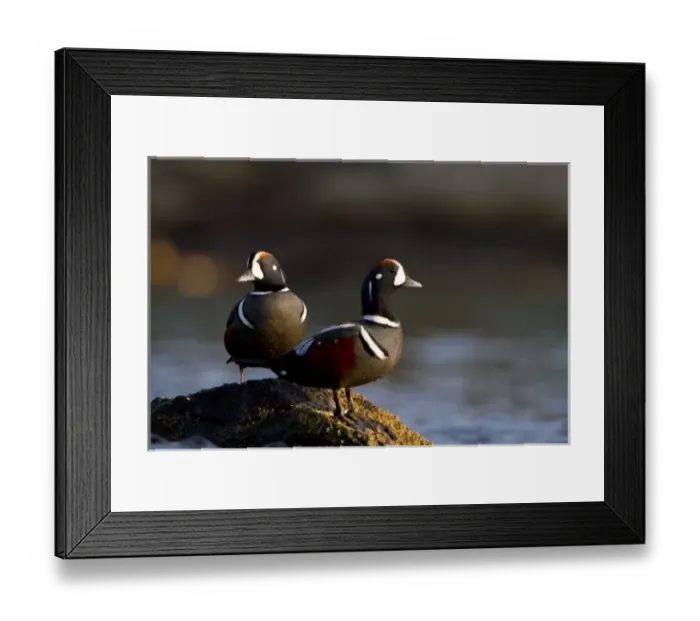 Framed Print : USA, Seattle, Washington. Male Harlequin Ducks on barnacle rock near West Seattle