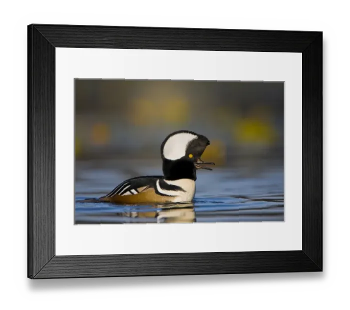 Framed Print : USA, Washington State, Hooded Merganser, male, display Framed Print : USA, Washington State, Hooded Merganser, male, display
