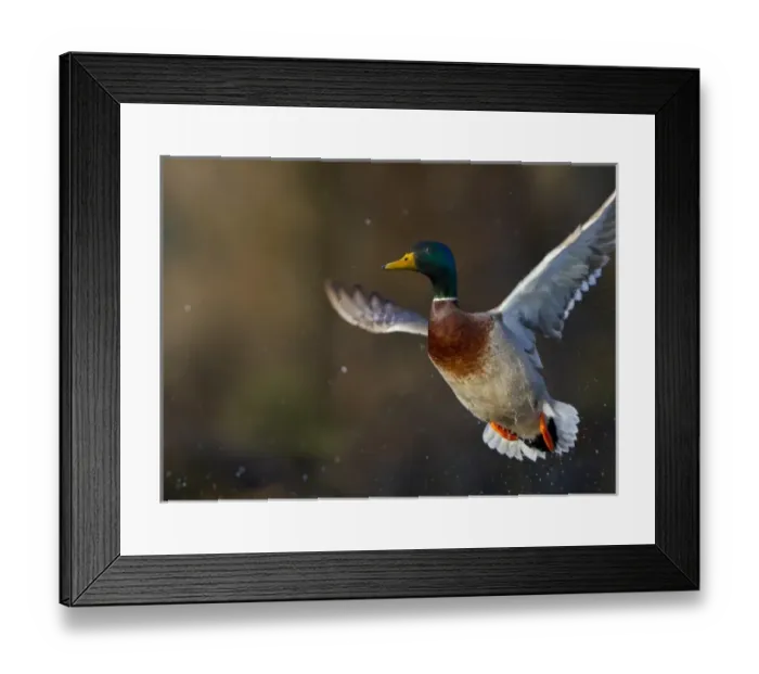 Framed Print : USA, Seattle, Washington. Male Mallard blasts off Lake Washington on Union Bay