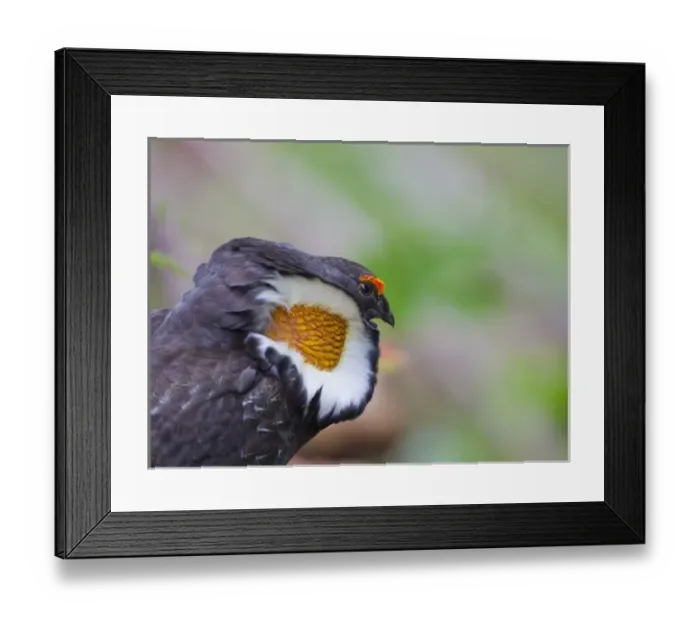 Framed Print : USA, North America, Washington