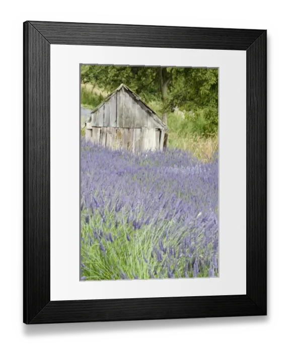 Framed Print : USA, North America, Washington Framed Print : USA, North America, Washington
