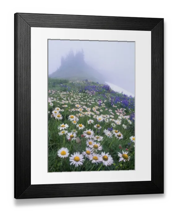 Framed Print : USA, Olympic National Park, Washington. Field of Mountain Daisy (erigeron peregrinus) Framed Print : USA, Olympic National Park, Washington. Field of Mountain Daisy (erigeron peregrinus)