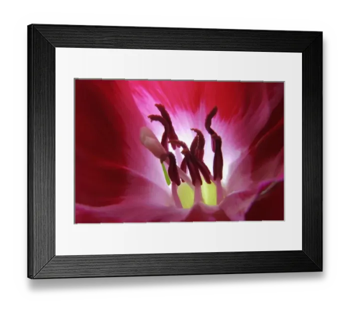 Framed Print : Close-up of Goditia Flower also known as Farewell-to-Spring