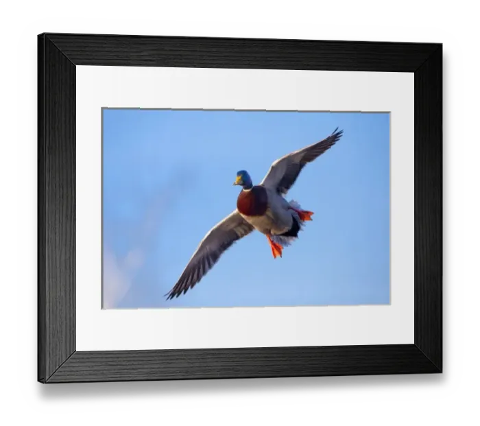 Framed Print : USA, Washington, Mallard Duck Framed Print : USA, Washington, Mallard Duck