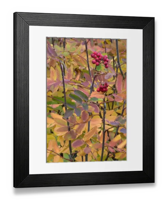 Framed Print : USA, North America, Washington Framed Print : USA, North America, Washington