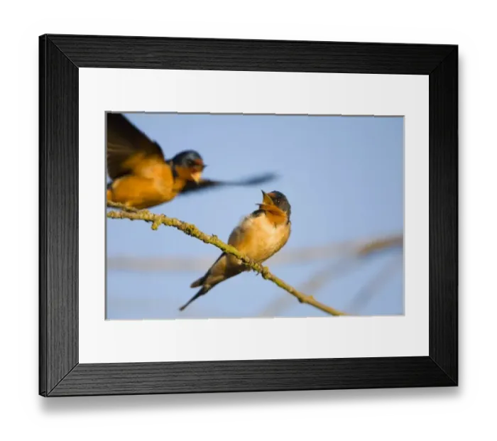 Framed Print : USA, North America, Washington Framed Print : USA, North America, Washington